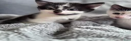 Mixed Breed cats for sale: Beautiful kittens in Cambridge - Advert 7