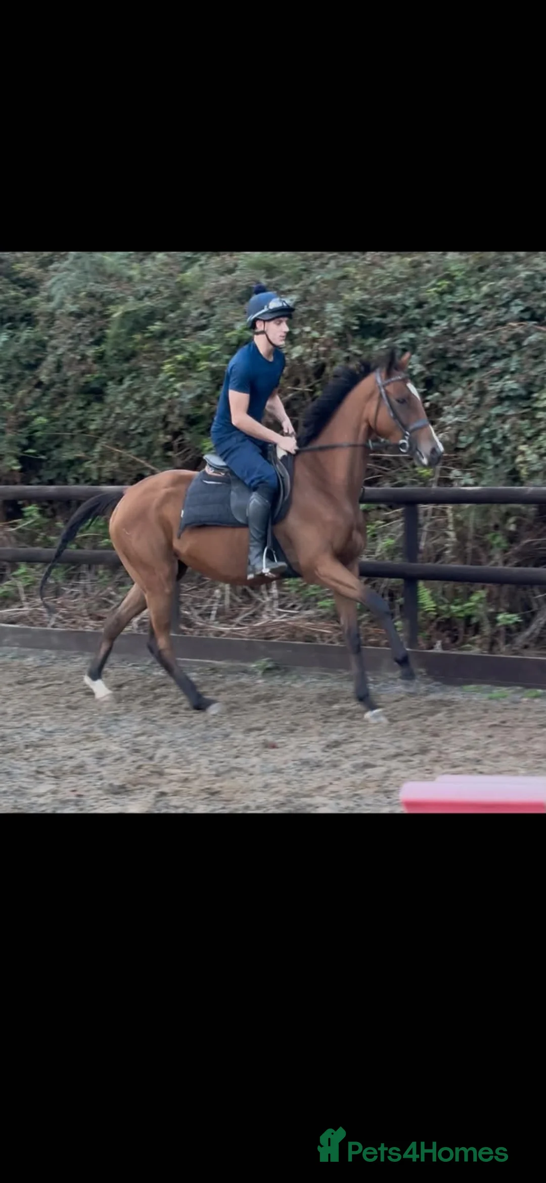 English Thoroughbred horses for sale: Annie - Sweet young filly  - Advert 2
