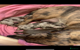 Miniature Dachshund dogs for sale: Chocolate Isabelle dapple miniature dachshund - Image 13