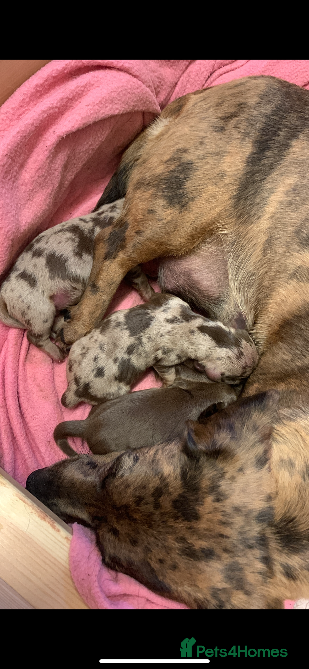Miniature Dachshund dogs for sale: Chocolate Isabelle dapple miniature dachshund - Image 13