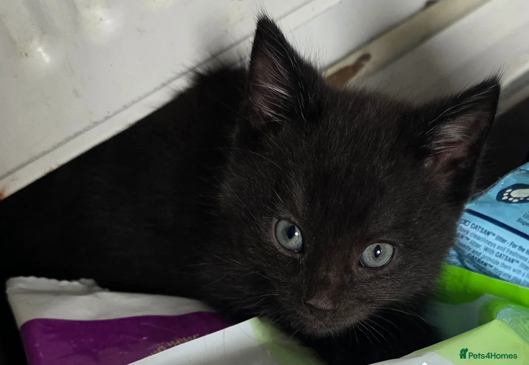 Mixed Breed cats for sale: 4 kittens - Advert 2