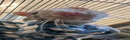 Rat rodents for sale: Two male rats, very friendly!  - Advert 1