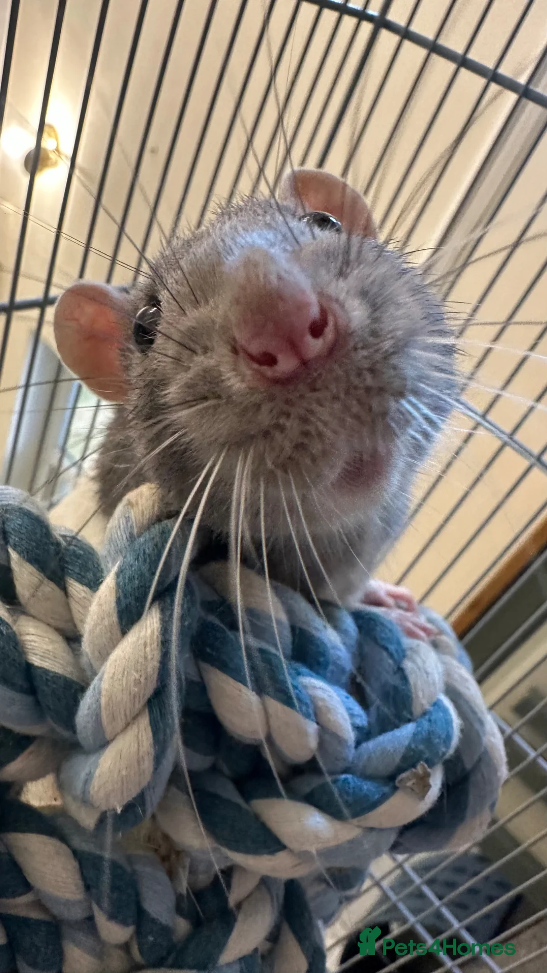 Rat rodents for sale: Two male rats, very friendly!  - Advert 1