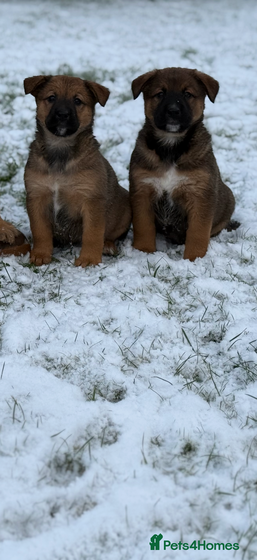 Mixed Breed dogs for sale: Bernese Mountain Dog/German Shepherd  - Advert 6