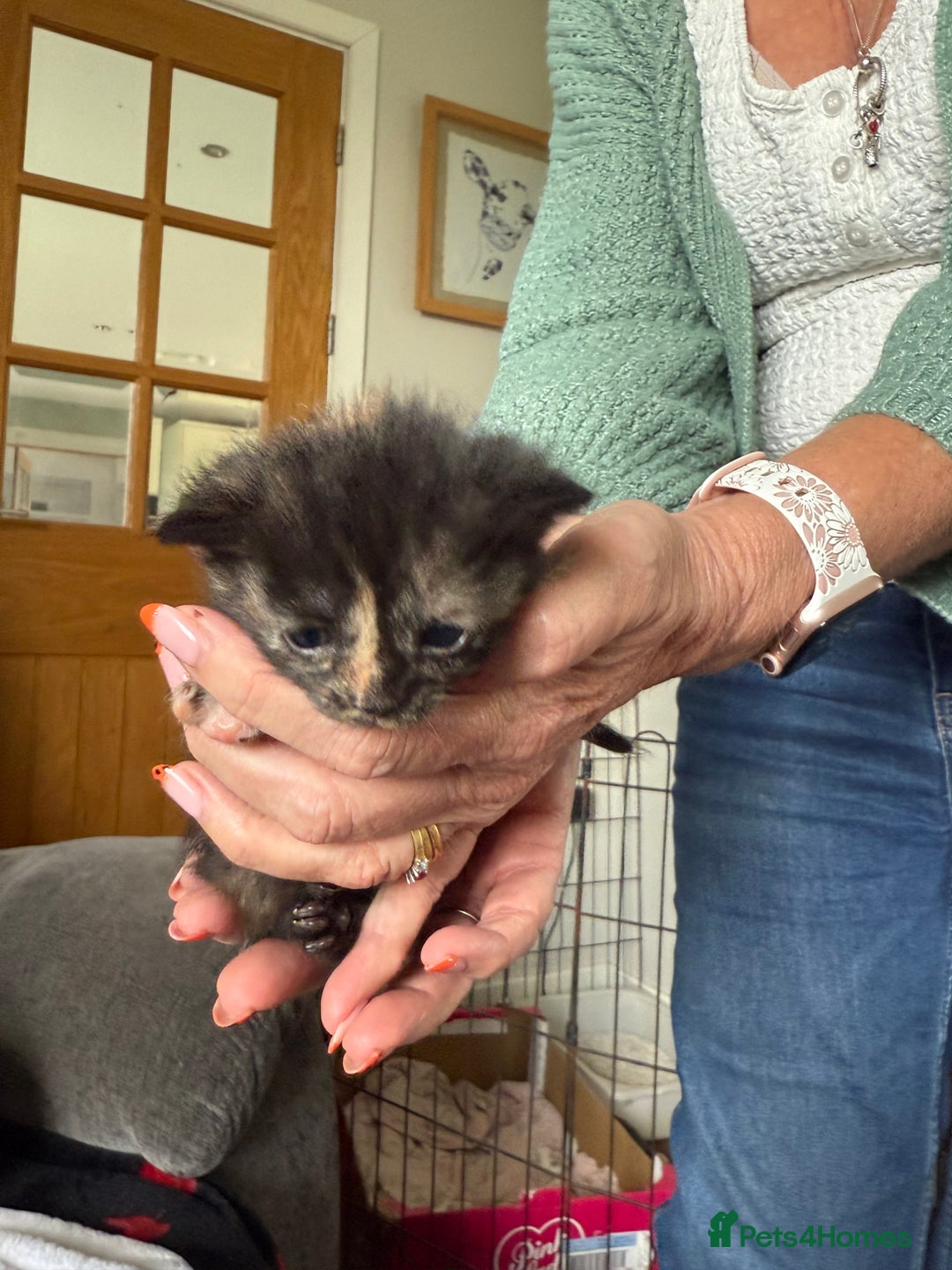 Mixed Breed cats for sale: Lovely mixed breed Kitrens for sale.  - Image 10