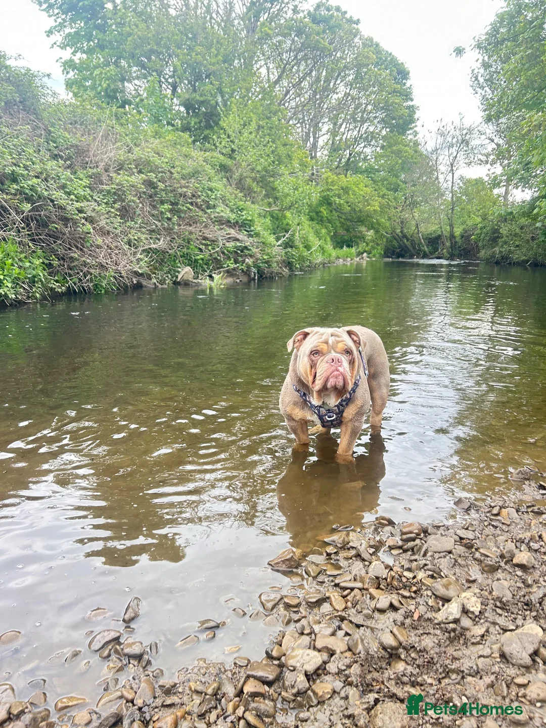 Olde English Bulldogge dogs for stud: “BIG REG” Lilac-Tri Olde English Bulldog stud  - Advert 1