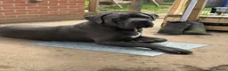 Cane Corso dogs for sale: Cane corso puppies in West Drayton - Advert 17