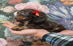 Dachshund dogs for sale: Miniature dachshund  - Image 9