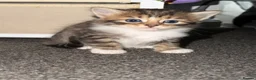 Siberian cats for sale: Ready now Gorgeous Siberian mixed kitten male  - Advert 27