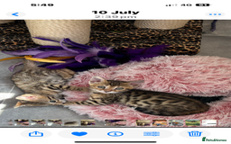 Bengal cats for sale: 😻Tica Best Bengal UK sired Kittens 🏆 🐾 🐱  - Image 26
