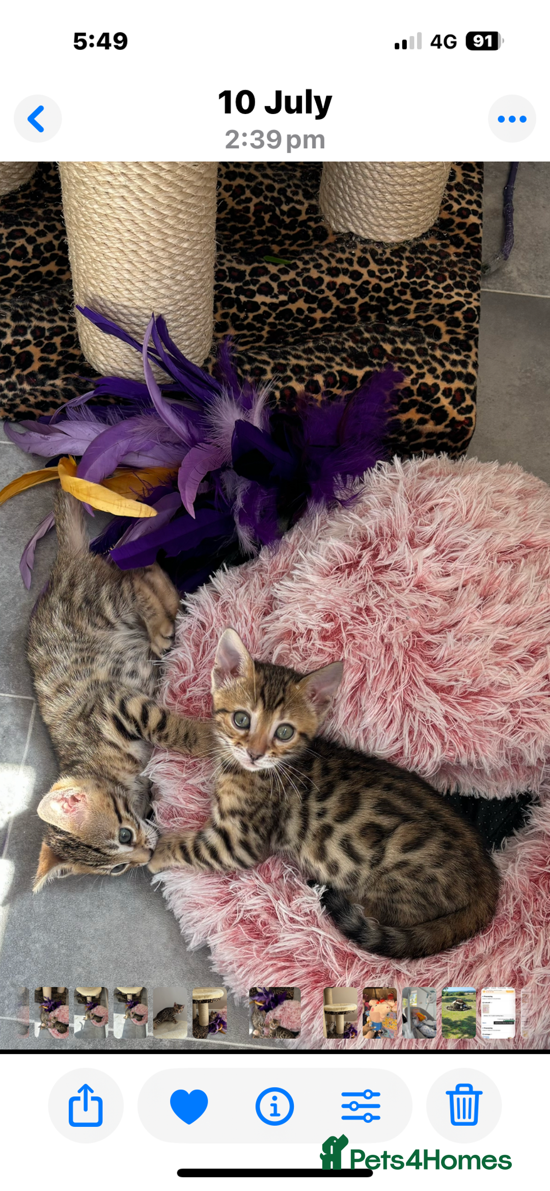 Bengal cats for sale: 😻Tica Best Bengal UK sired Kittens 🏆 🐾 🐱  - Image 26