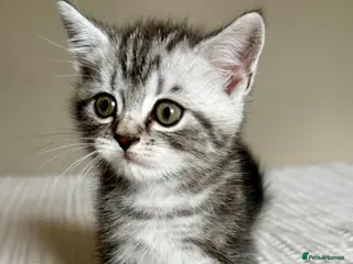 Persian cats READY TO LEAVE - Persian Kittens - Advert 1