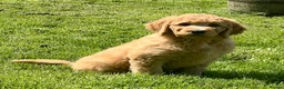 Labradoodle dogs for sale: Stunning F1 labradoodle  - Advert 6