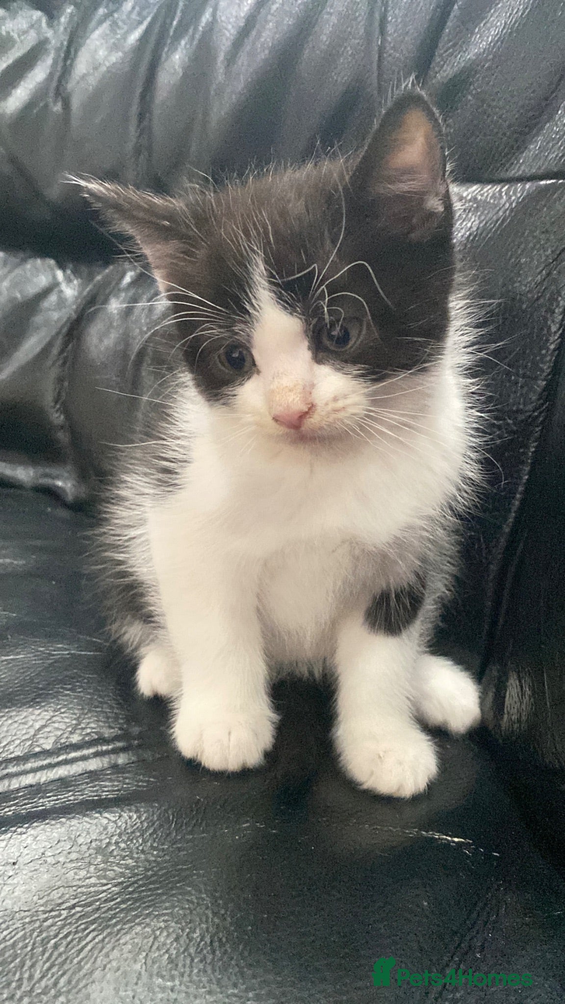 Mixed Breed cats Kittens  - Advert 1
