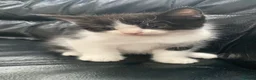 Mixed Breed cats for sale: Kittens  - Advert 1