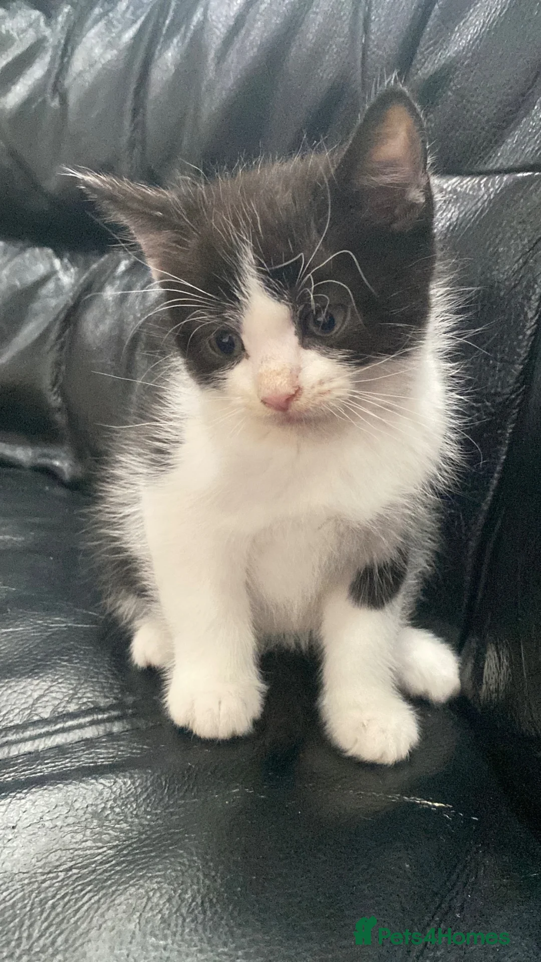 Mixed Breed cats for sale: Kittens  - Advert 1
