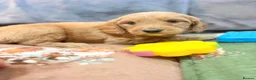 Mini Goldendoodle dogs for sale: Mini Goldendoodles from Therapy dog mom - Advert 17