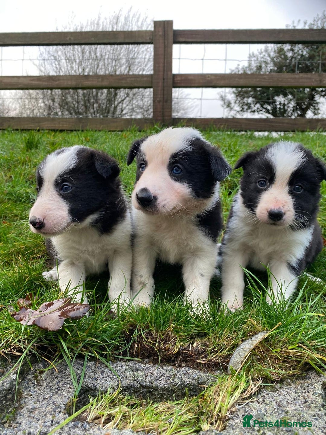 Border Collie dogs for sale: Border Collie Pups  - Advert 3