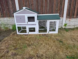 Mini Lop rabbits 2 male mini lop rabbits in Barnsley - Advert 1