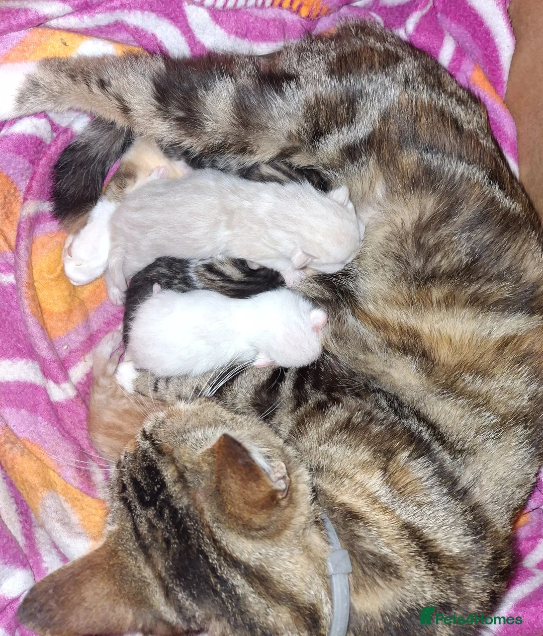 Mixed Breed cats for sale: Adorable kittens for sale **READY TO GO** - Advert 1