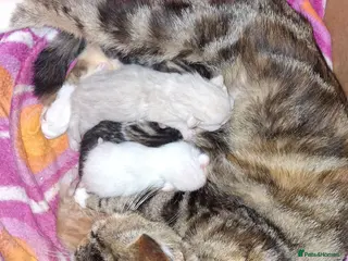 Mixed Breed cats Adorable kittens for sale **READY TO GO** - Advert 1