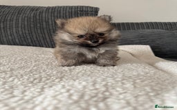 Pomeranian dogs for sale: Pomeranian pups🩵🩷 - Image 3