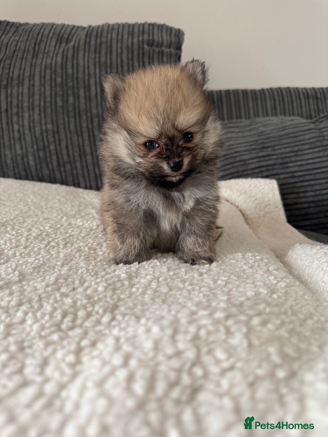 Pomeranian dogs for sale: Pomeranian pups🩵🩷 - Image 3