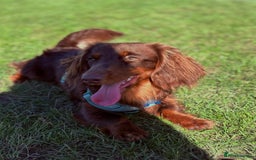 Miniature Dachshund dogs for sale: Miniature dachshund  - Image 3