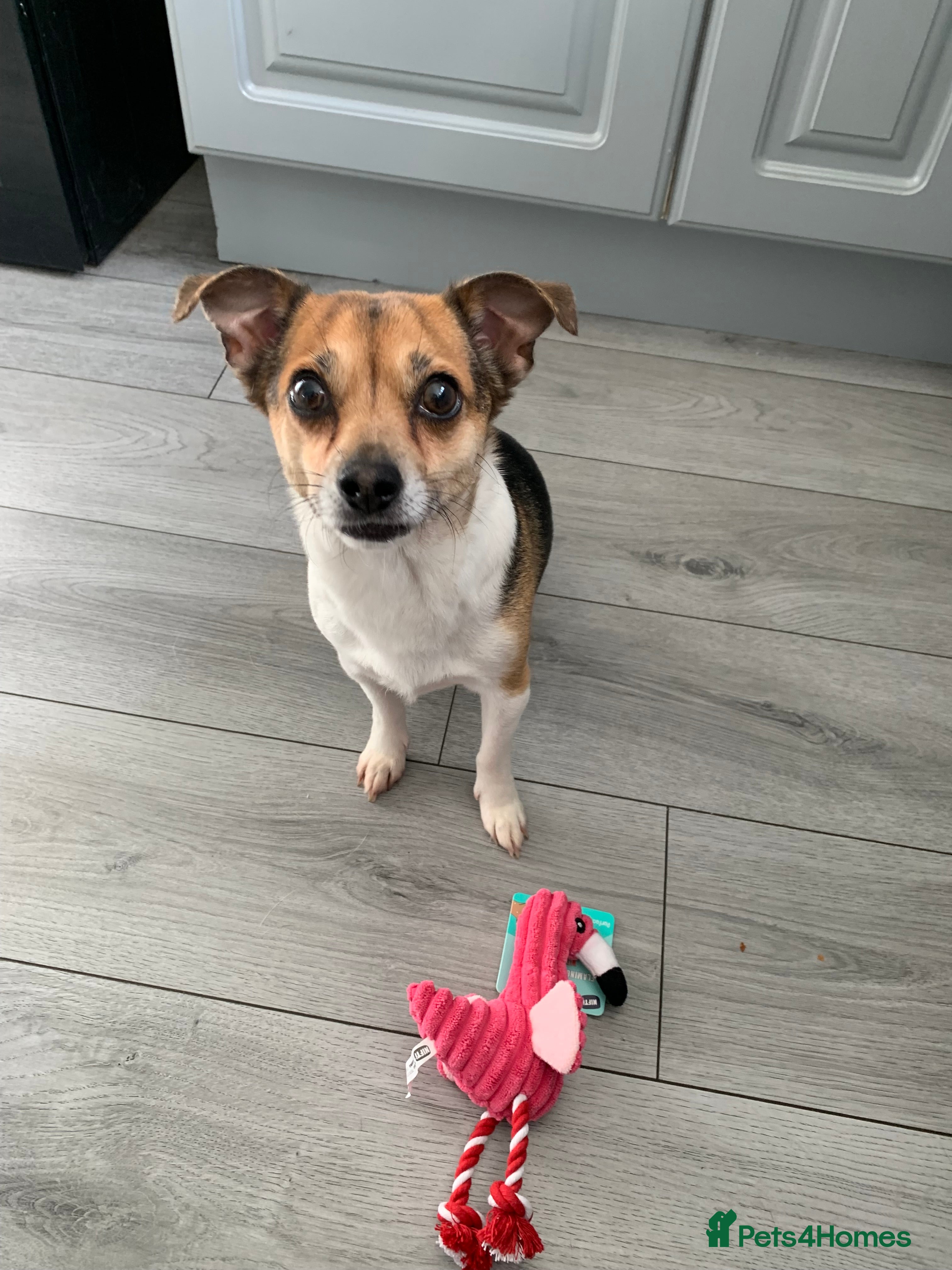 Mixed Breed dogs Jack Russell x chihuahua  - Advert 1