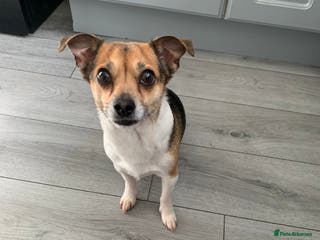 Mixed Breed dogs Jack Russell x chihuahua - Advert 4