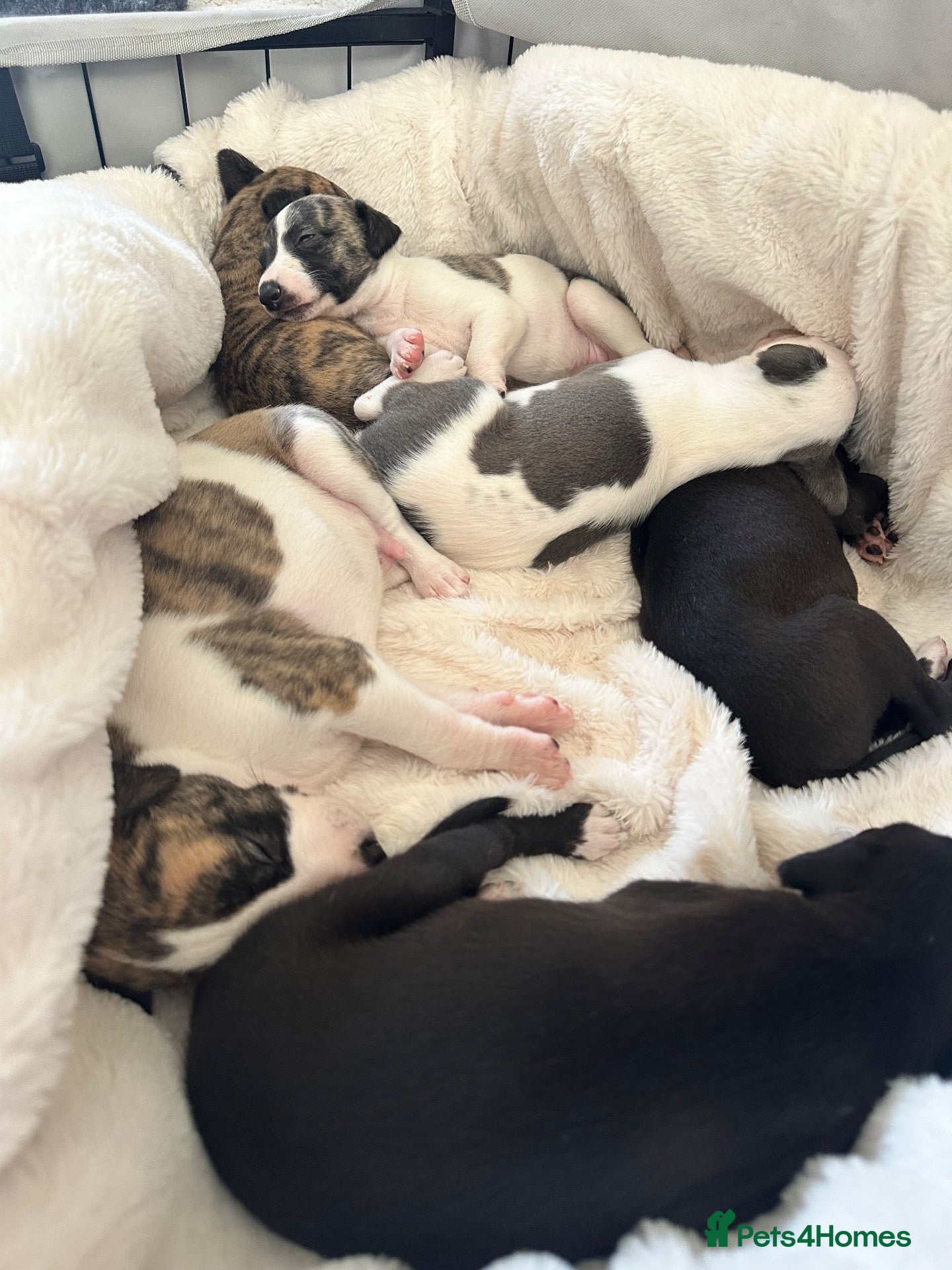 Whippet dogs 🐾 Beautiful KC Registered Whippet Puppies 🐾 - Advert 10