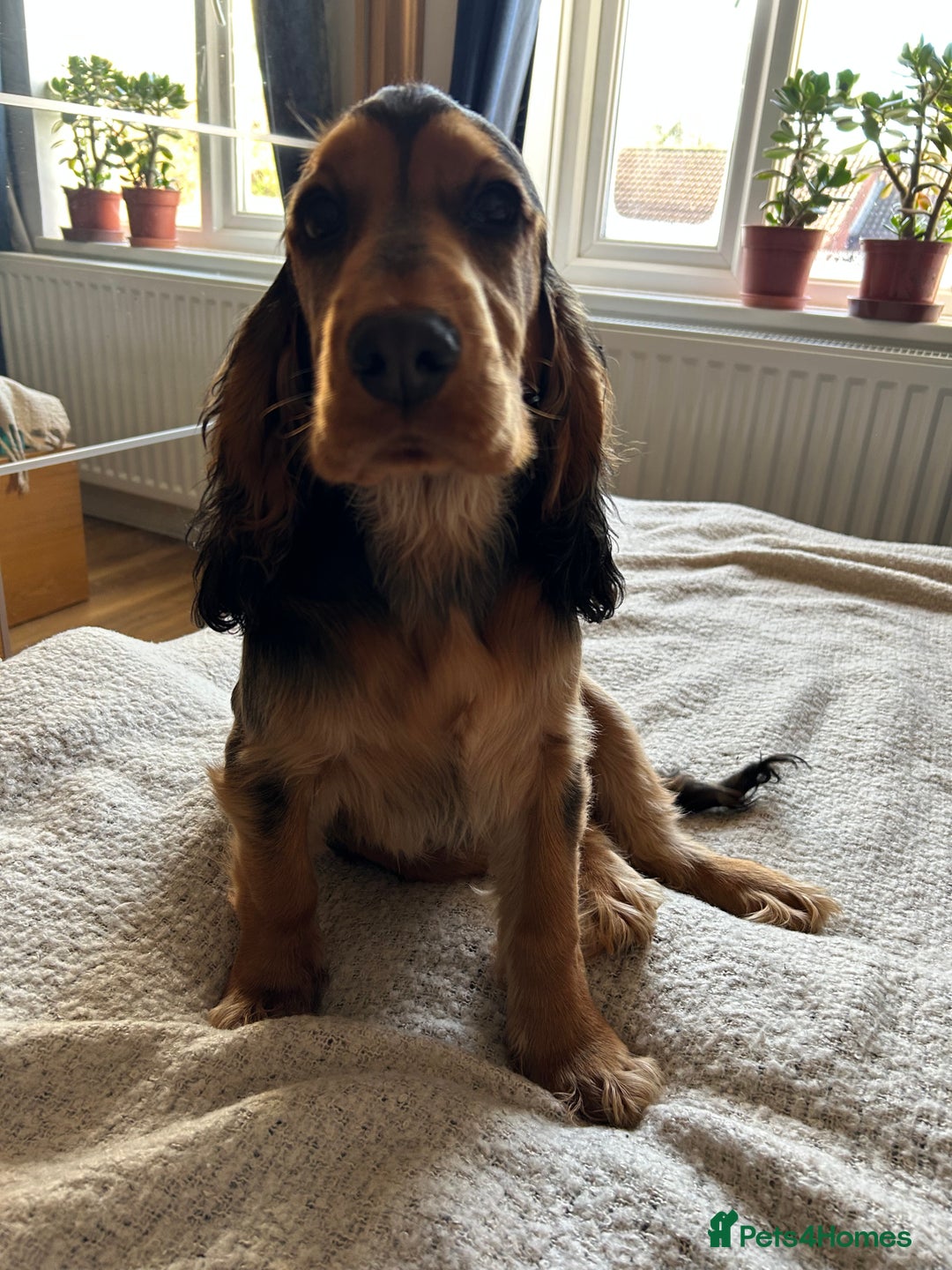 Cocker Spaniel dogs for sale: Outstanding Show Cocker Spaniel DNA Tested - Advert 12