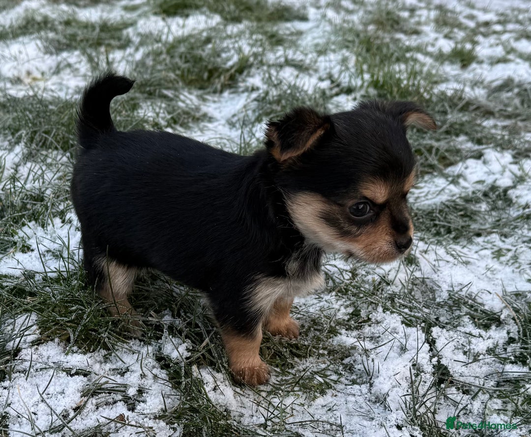 Chorkie dogs for sale: Beautiful tiny chorkie girl short hair smooth coat - Advert 5