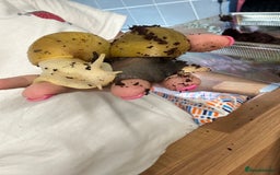 Snails invertebrates for sale: Giant African Land Snails.  - Image 8