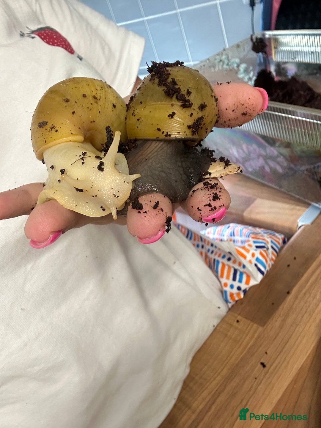 Snails invertebrates for sale: Giant African Land Snails.  - Image 8
