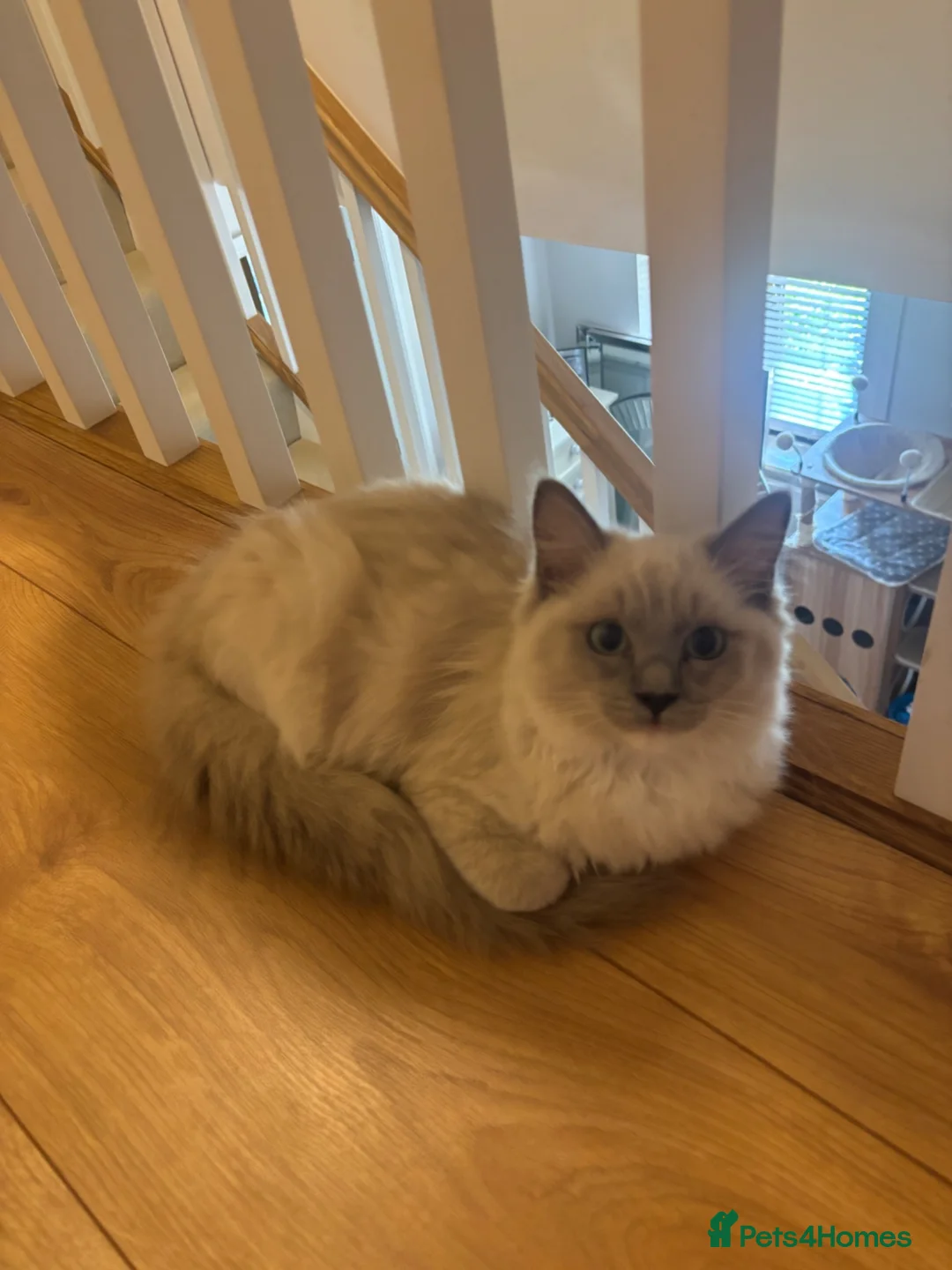 Ragdoll cats for sale: Gorgeous Blue Mink Girl Tica reg  - Advert 2
