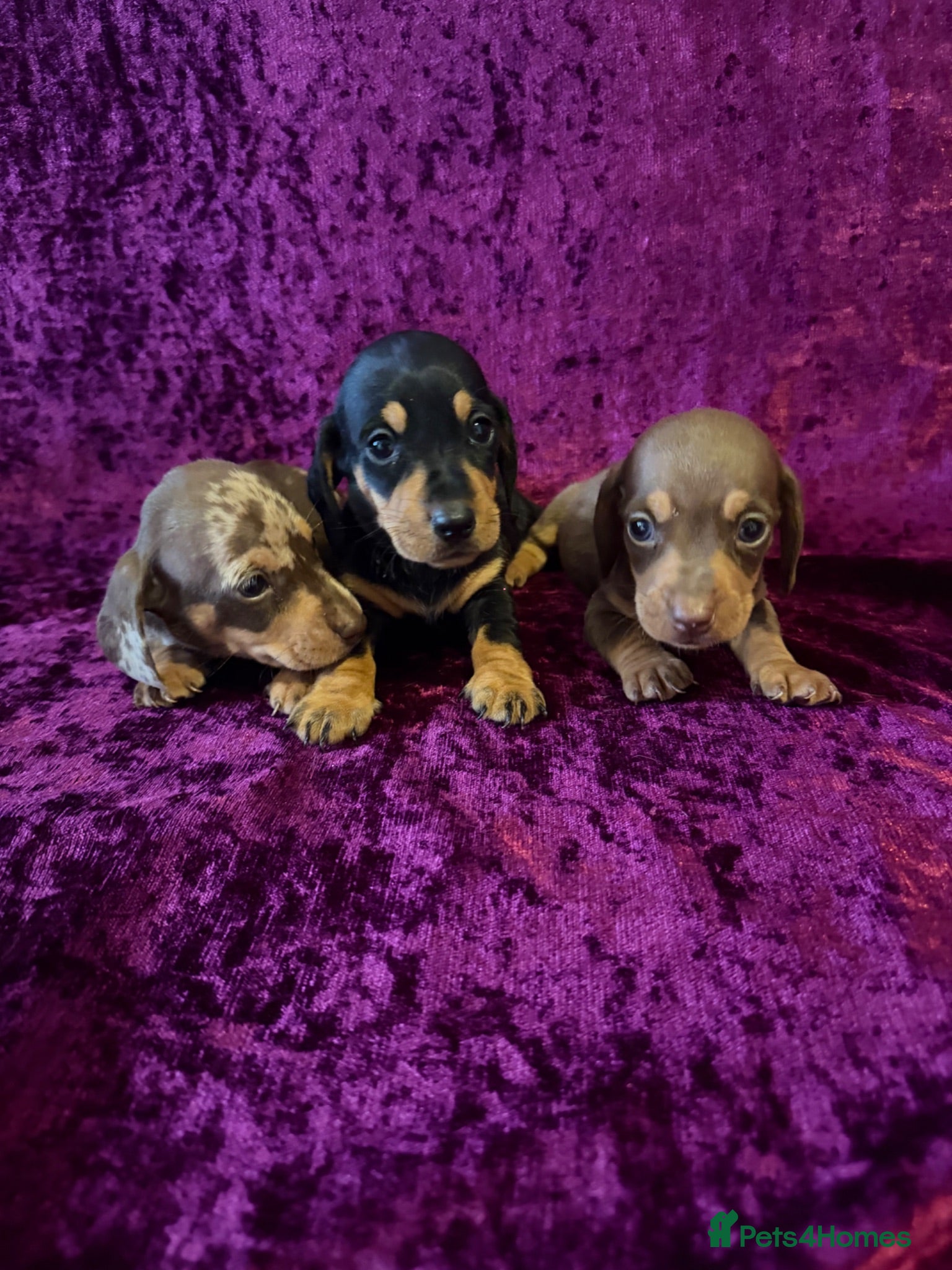 Miniature Dachshund dogs Miniature Dauchund Puppies available  - Advert 1