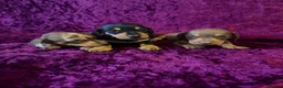 Miniature Dachshund dogs for sale: READY ,Miniature Dauchund puppy - Advert 1