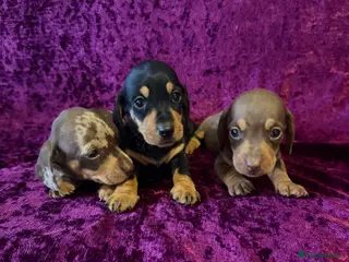 Miniature Dachshund dogs Miniature Dauchund Puppies available - Advert 1