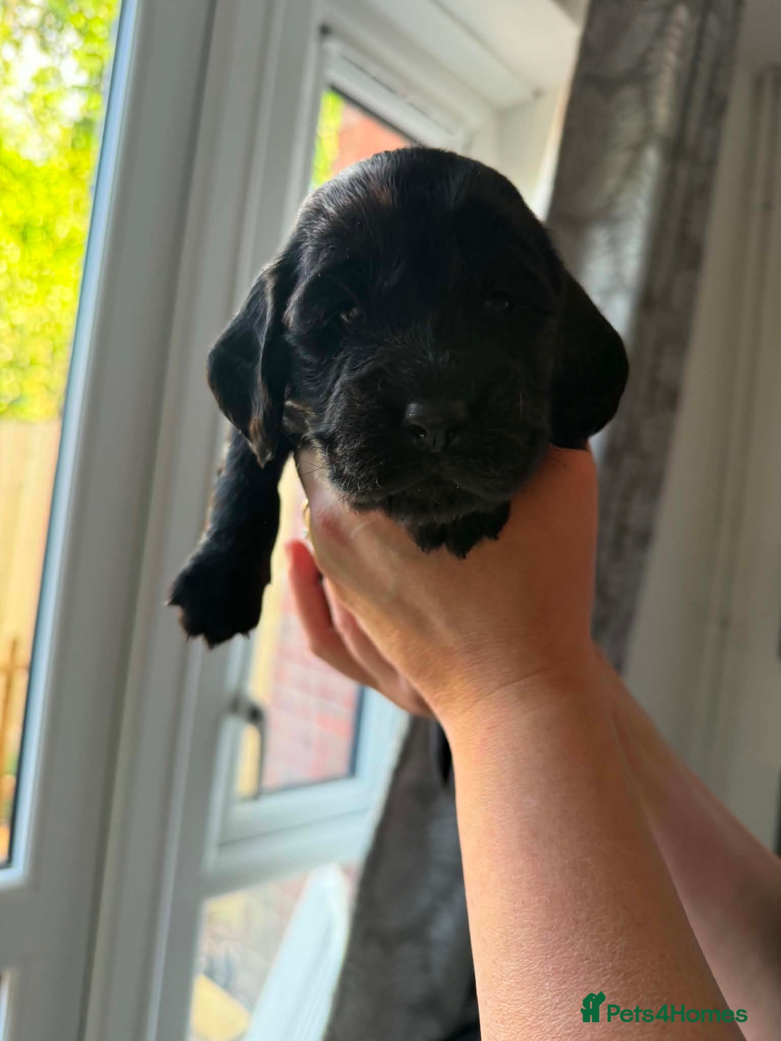 Cocker Spaniel dogs female Cockerspaniel seeking her forever home🩷🐶 - Advert 11
