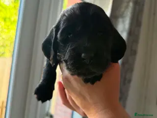 Cocker Spaniel dogs female Cockerspaniel seeking her forever home🩷🐶 - Advert 11