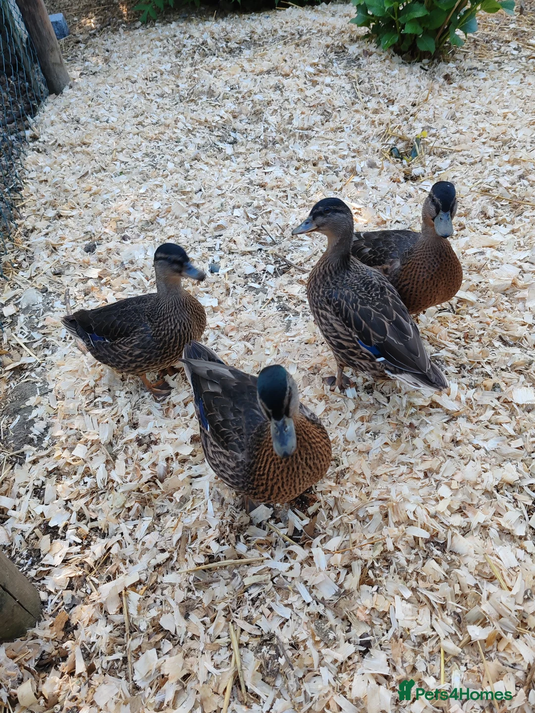 Ducks poultry for sale: Mallard call ducks  - Advert 2
