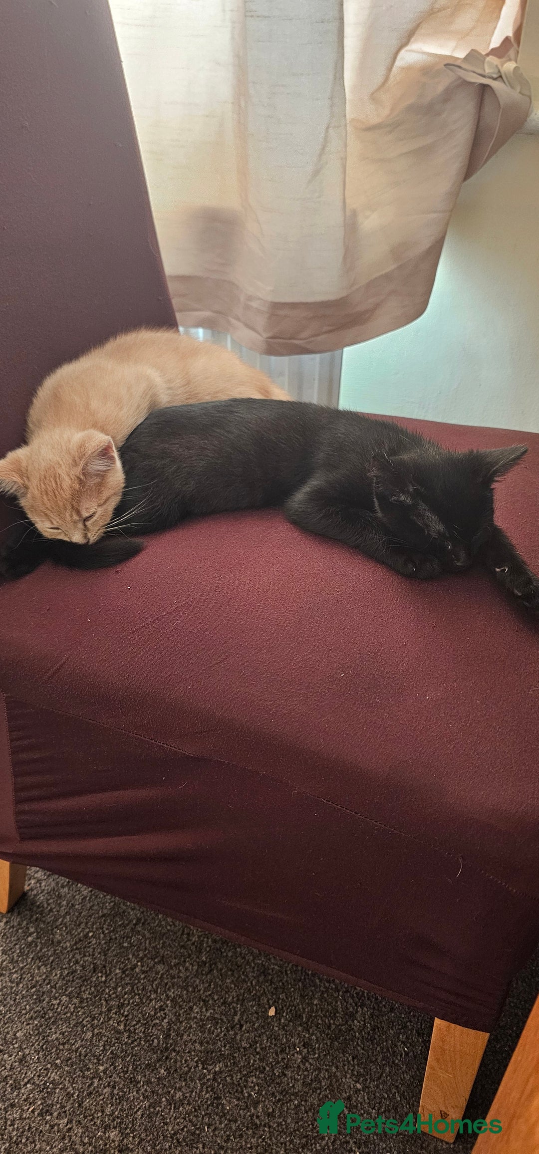 Mixed Breed cats for sale: Kittens for free - Image 1
