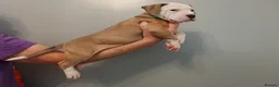 American Bulldog dogs for sale: American Bulldog Puppies - Advert 22