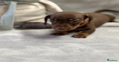 Miniature Dachshund dogs - Advert 4
