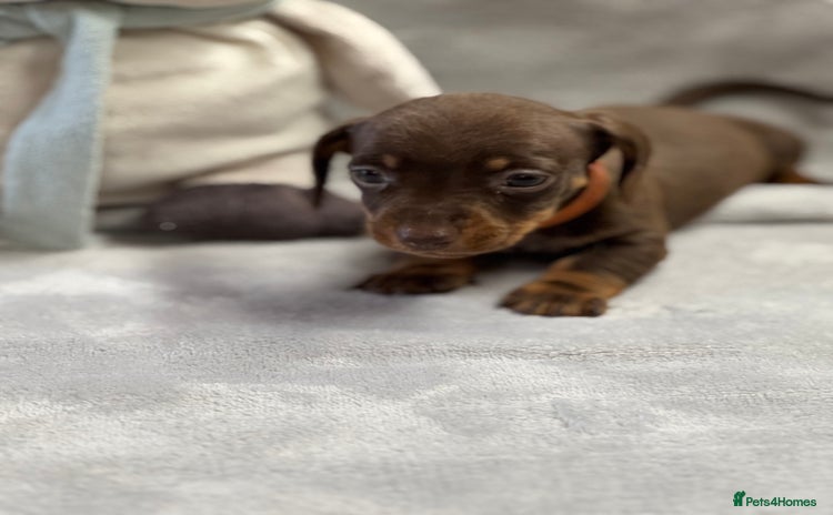 Miniature Dachshund dogs - Advert 2