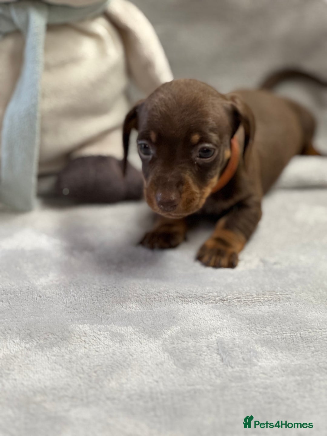 Miniature Dachshund dogs for sale: Miniature dachshund  - Image 1
