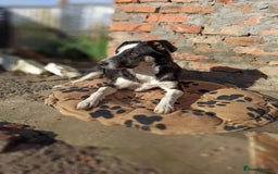 Mixed Breed dogs for adoption: 💙🐶 BENNY 🐶💙 - Image 8