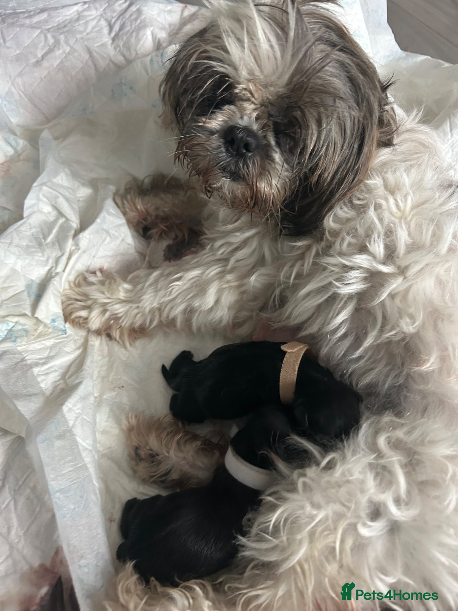 Shih Tzu dogs for sale: Full pedigree imperial Shih ztu - Advert 24