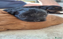 Cavapoo dogs for sale: Toy Cavapoo puppies - Image 10